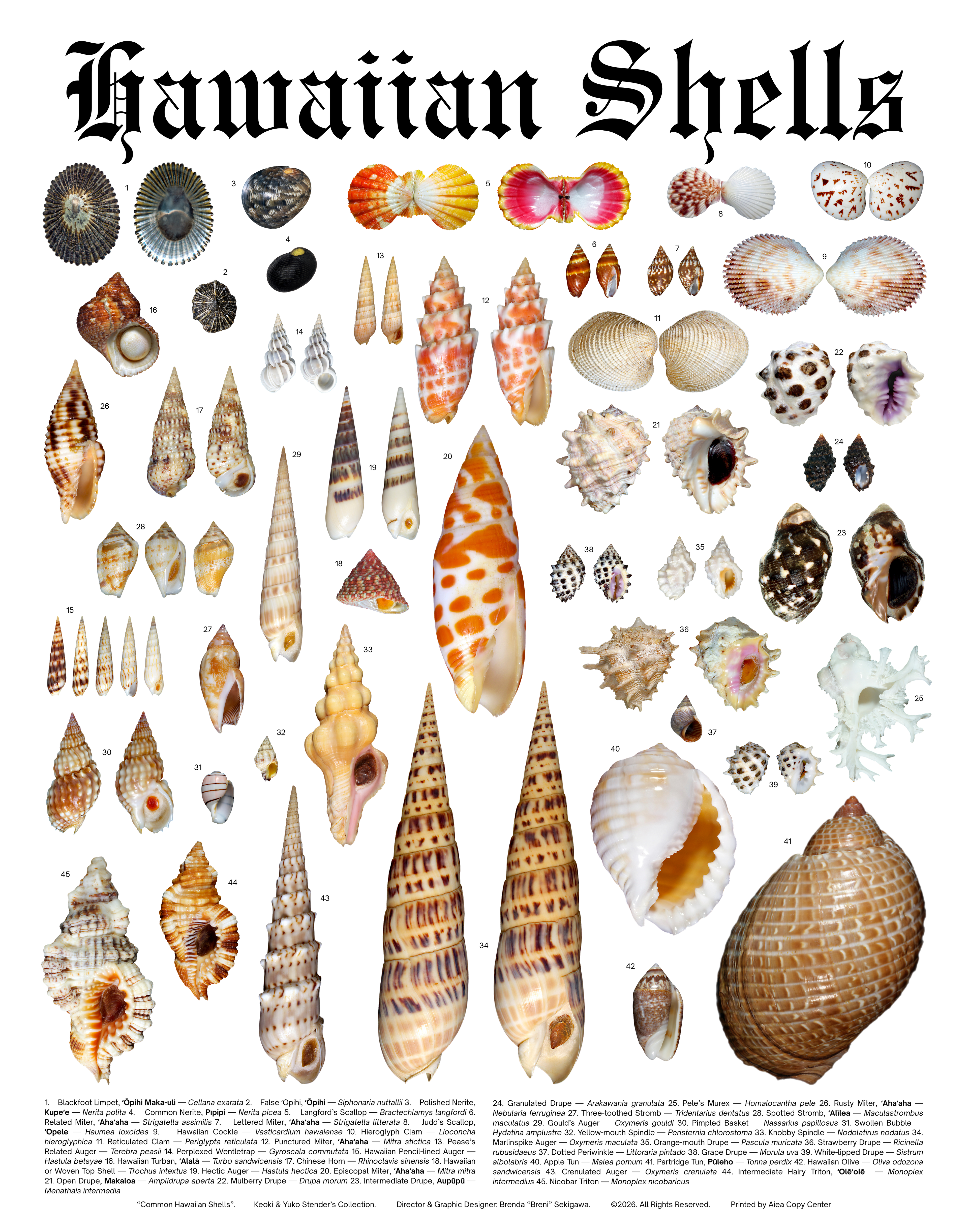 Hawaiian Shell Poster