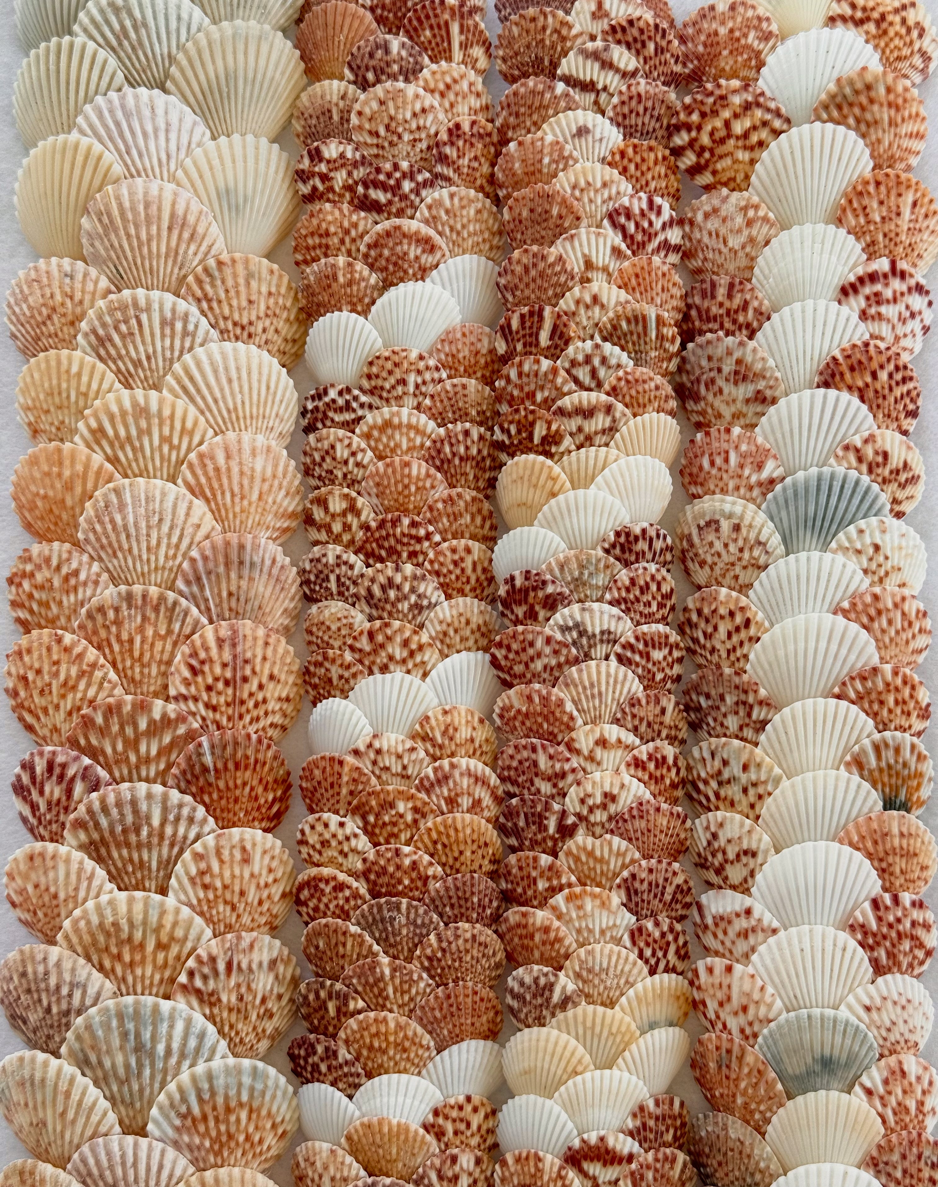 Lei ʻŌlepe Humupapa