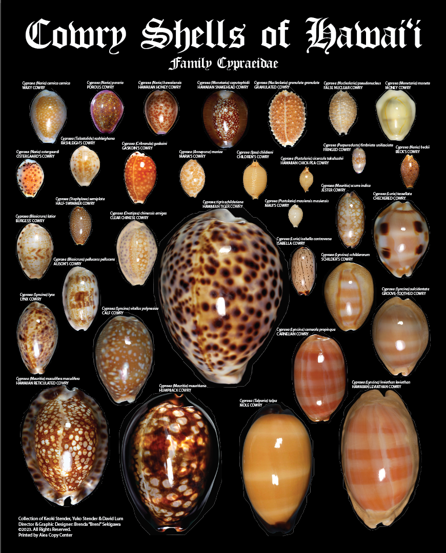 Cowry Shells of Hawaii