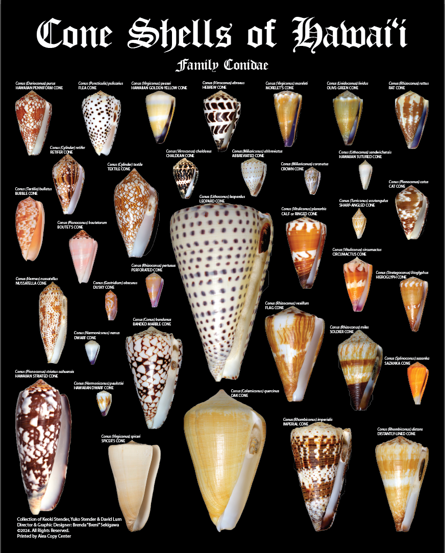 Cone Shells of Hawaii