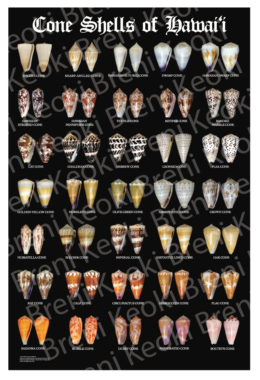 Cone Shells of Hawaii XL