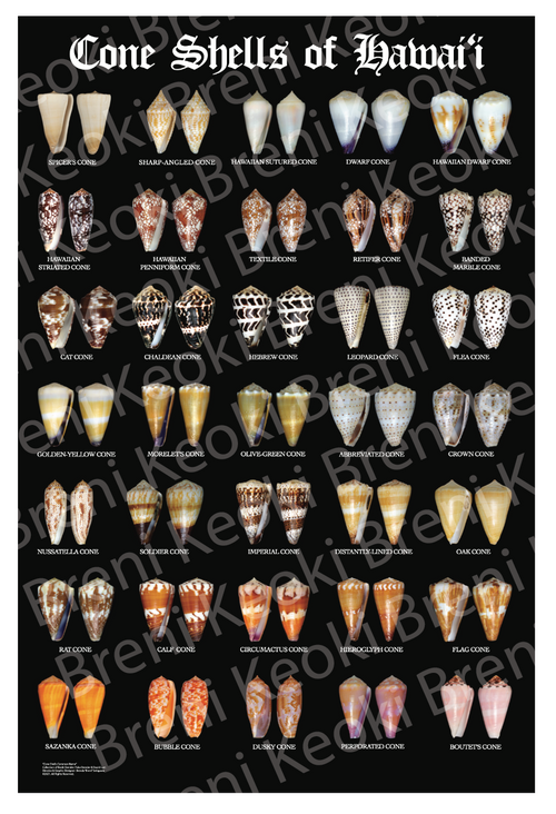 Cone Shells of Hawaii XL