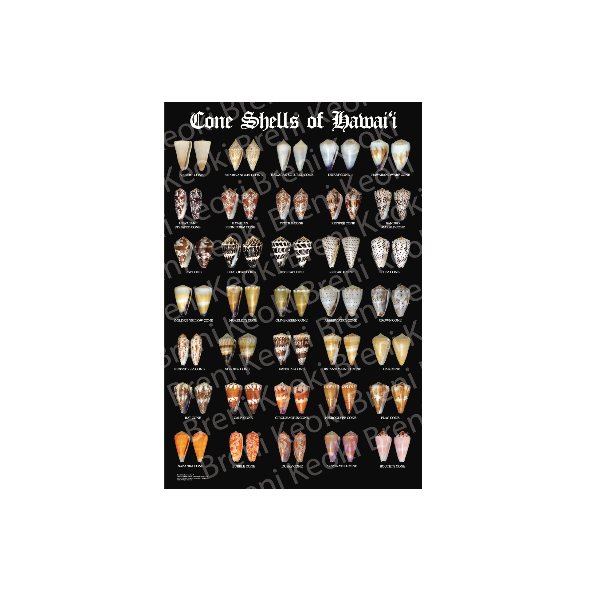 Cone Shells of Hawaii XL