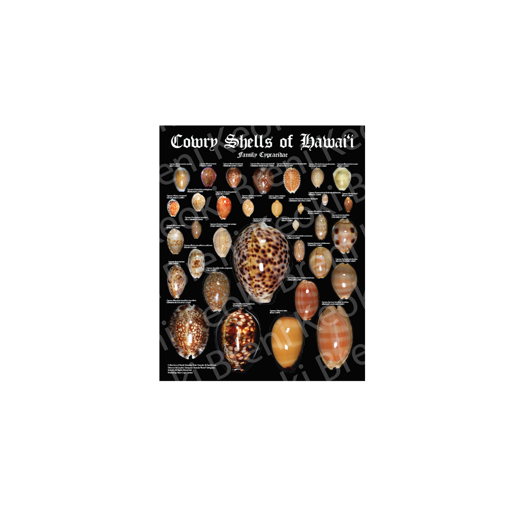 Cowry Shells of Hawaii