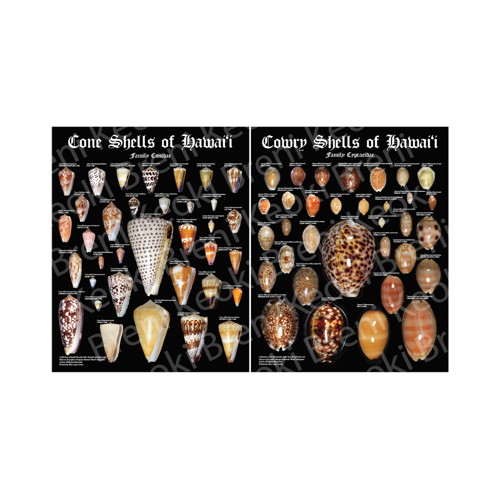 Cowry Shells of Hawaii