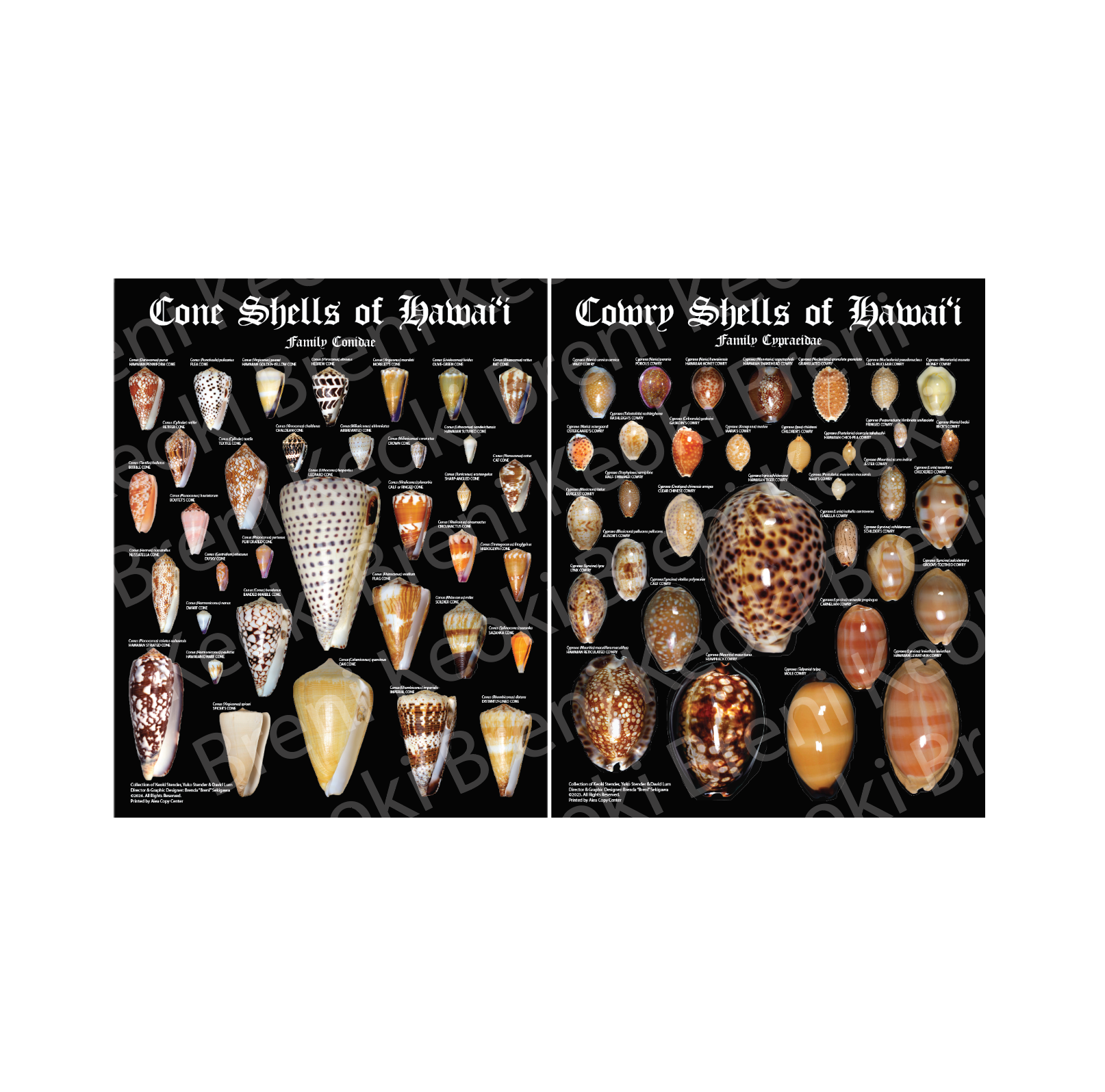 Cone Shells of Hawaii